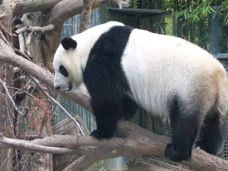 Giant panda on a tree branch