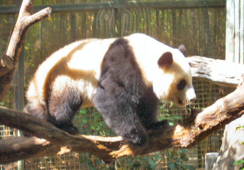 Giant Panda on Branch