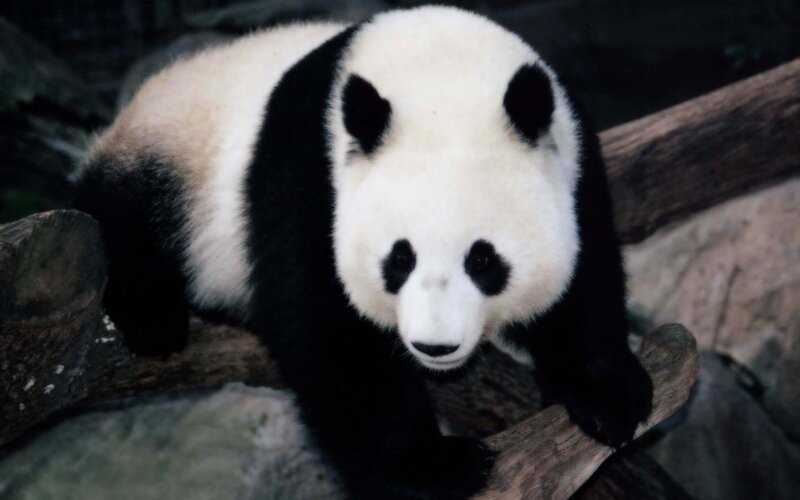 Giant Panda on Log — Black