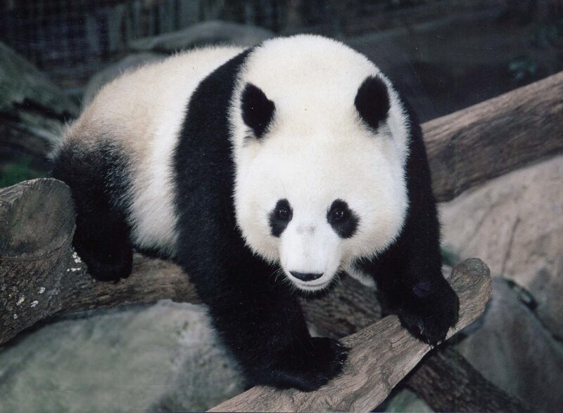 Giant Panda on Log