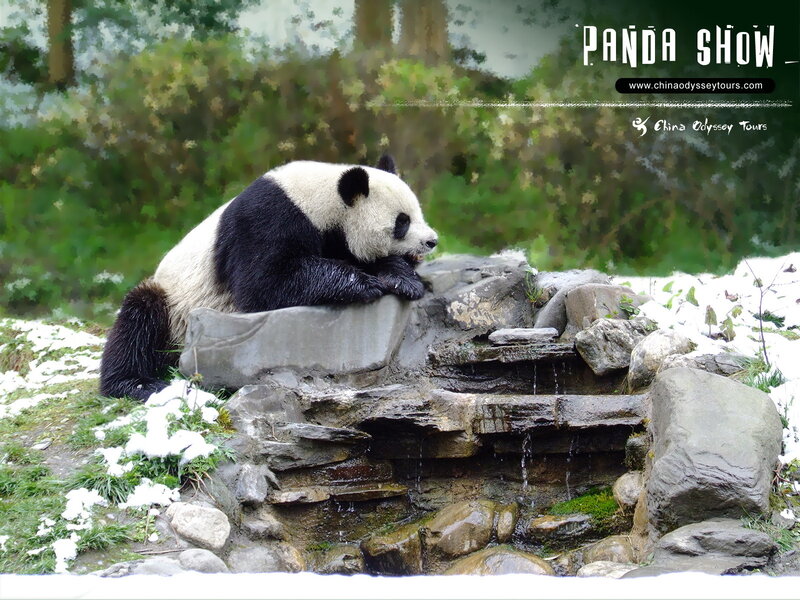 Giant Panda on Rocks