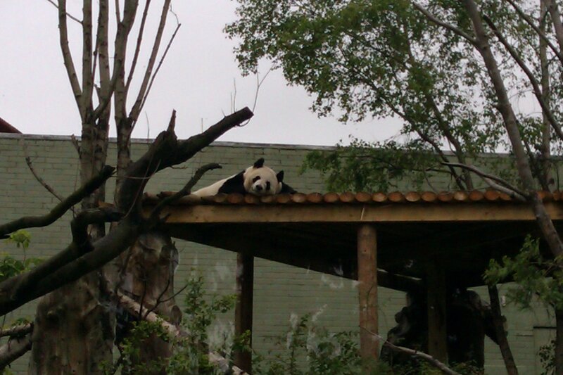 Giant Panda on Roof