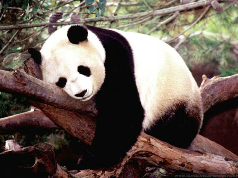 Giant Panda on Tree