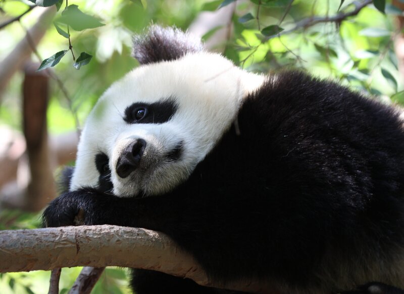 Giant Panda Resting — Black, Calm, Afternoon