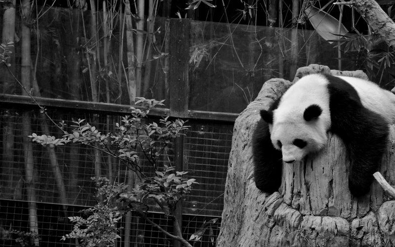 Giant Panda Resting — Black, Calm, Photograph