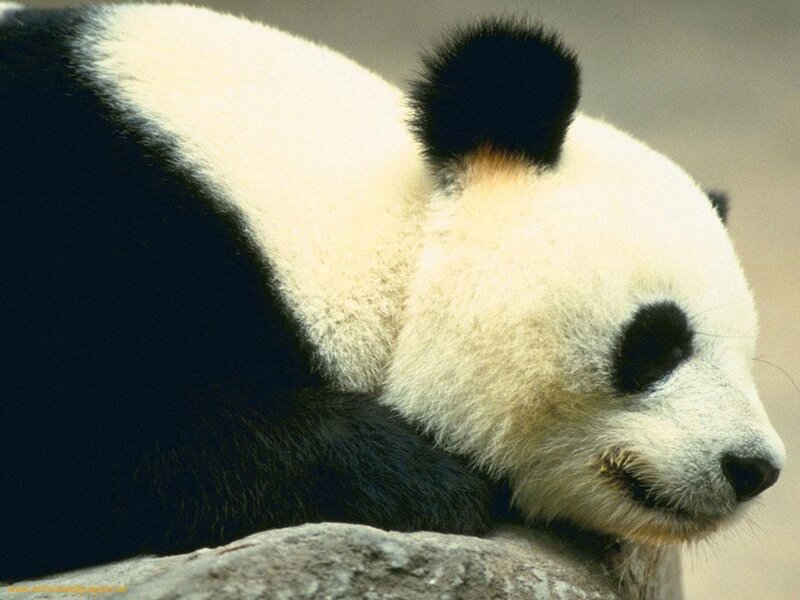 Giant Panda Resting — Black, Calm