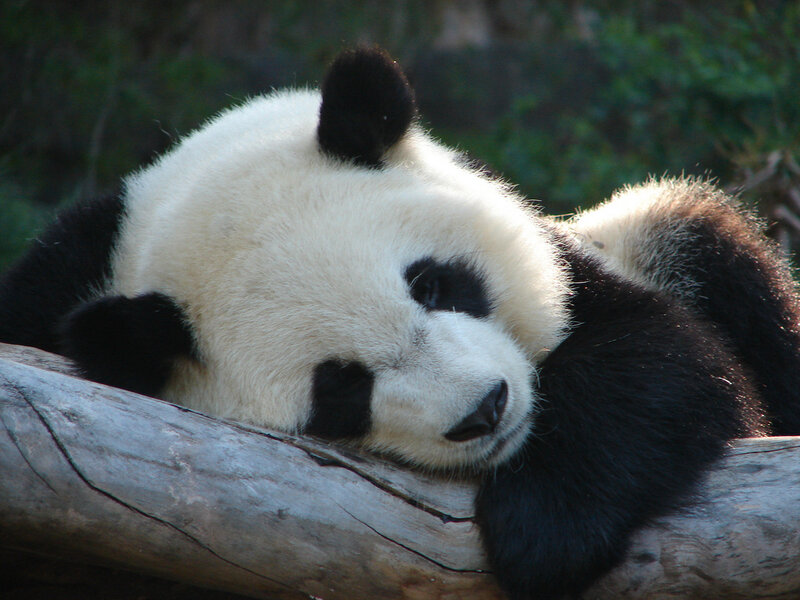 Giant Panda Resting — Black