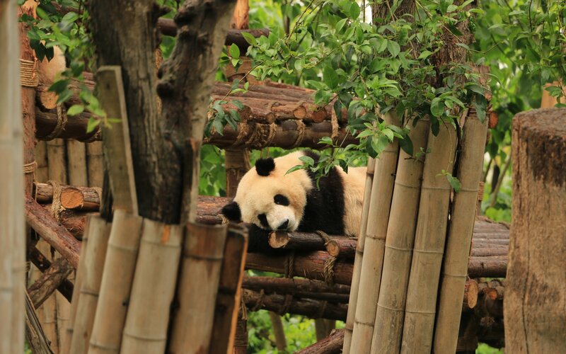 Giant Panda Resting — Green