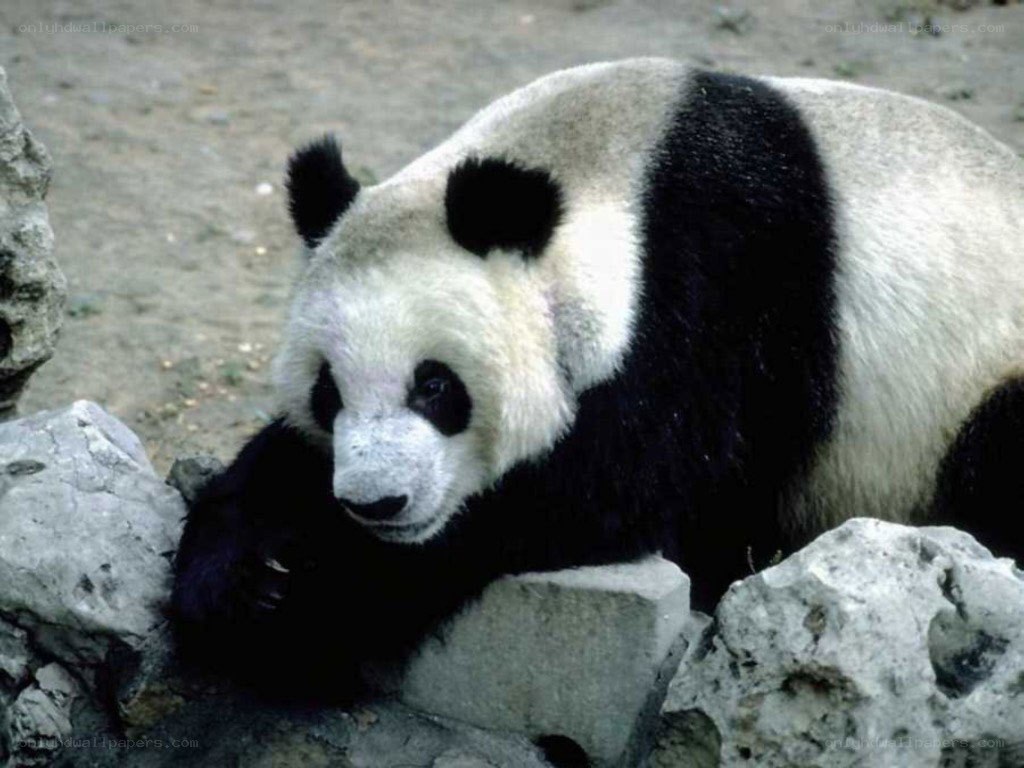 Giant panda resting on rocks