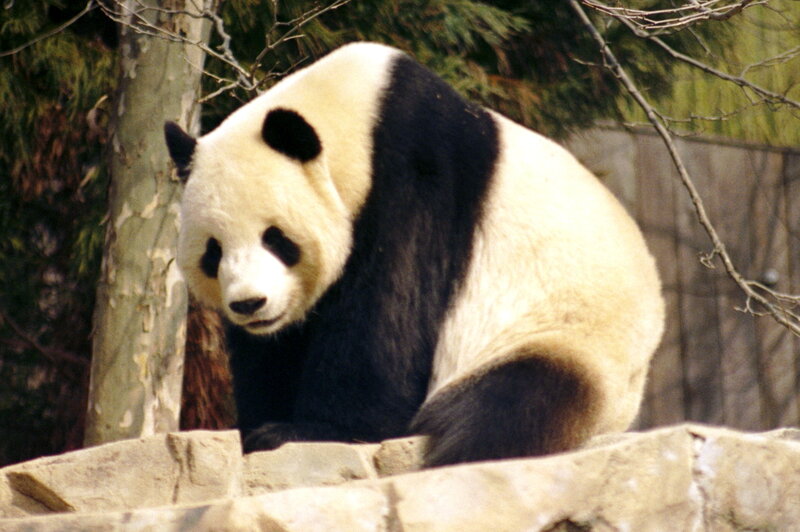 Giant panda sitting on rock
