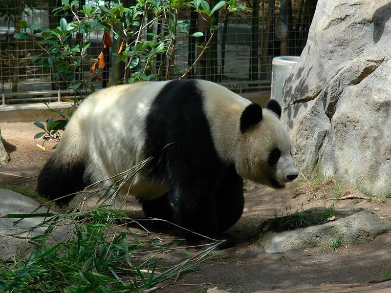 Giant Panda Walking — Black, Calm