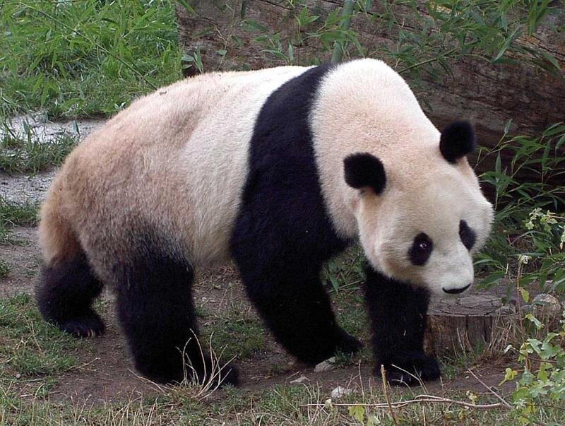 Giant Panda Walking — Black