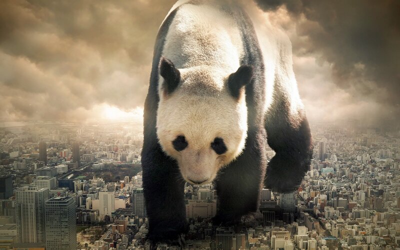 Giant Panda Walking — Gray