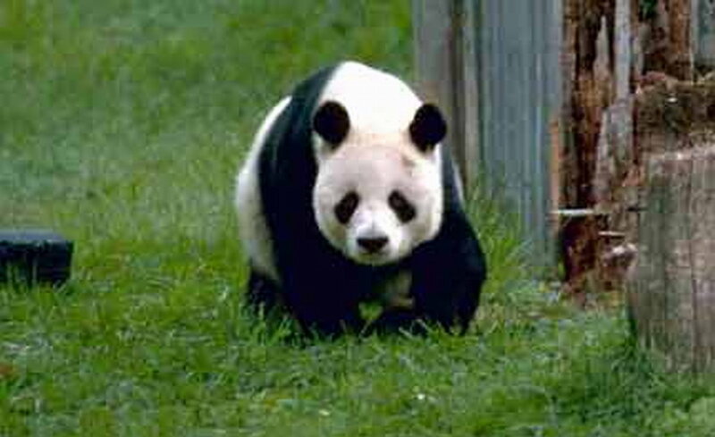 Giant Panda Walking — Green