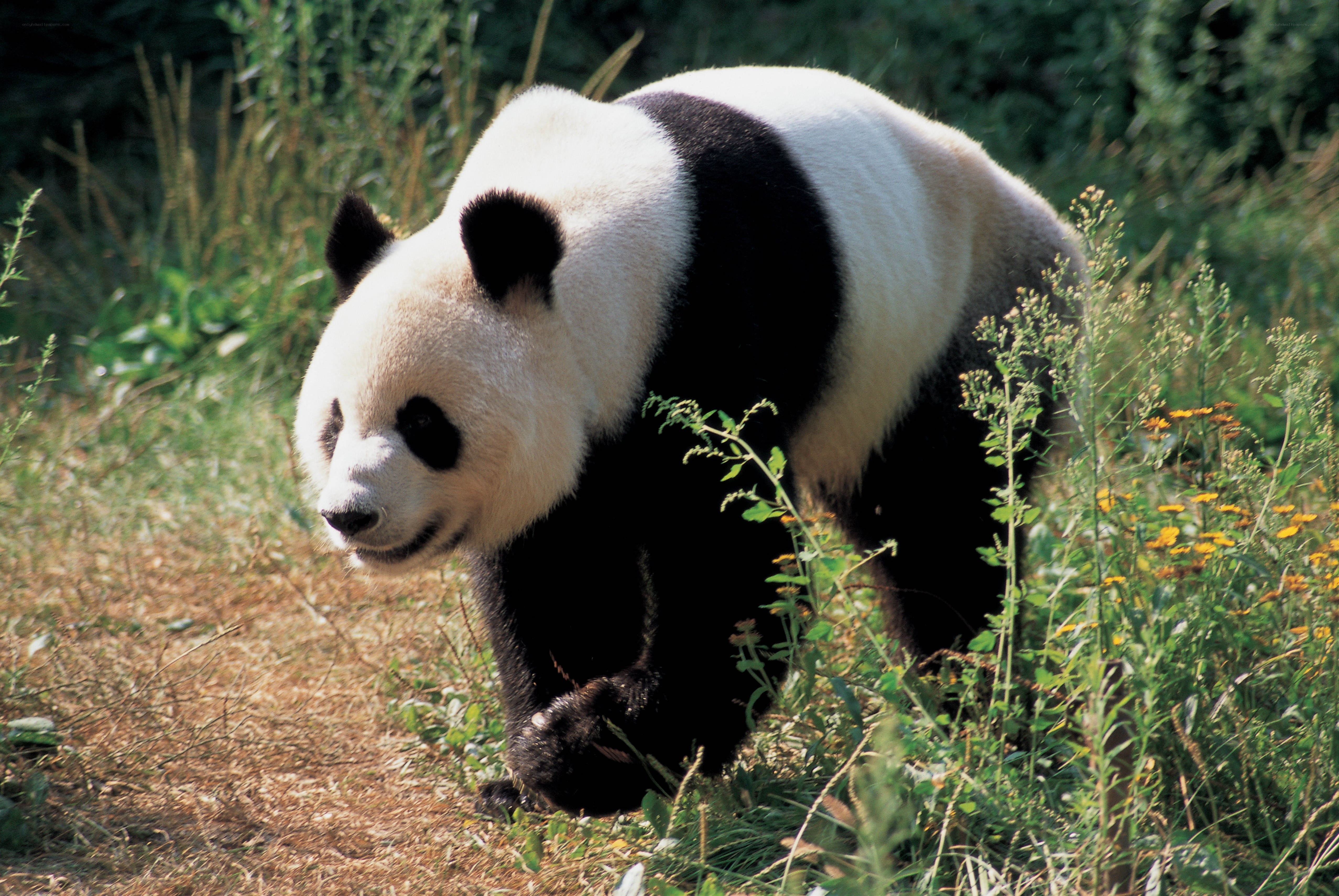 Giant panda walking in grass
