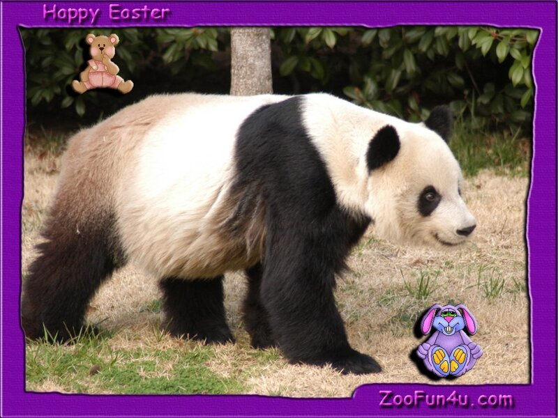Giant Panda Walking