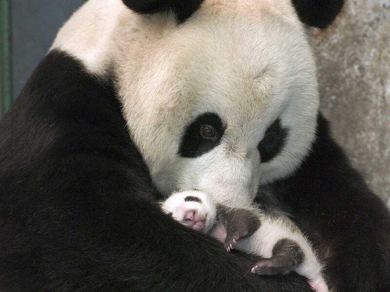 Giant Panda with Cub — Black, Calm, Photograph, Wall