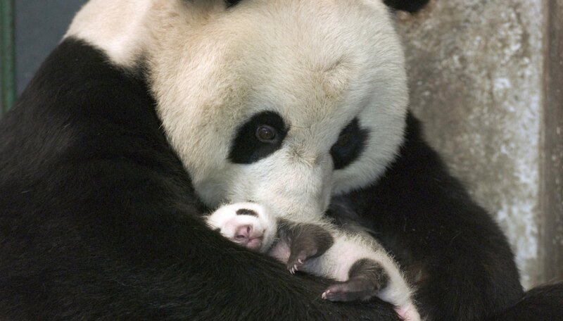 Giant Panda with Cub — Black, Calm