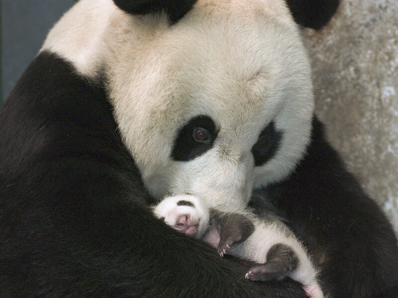 Giant Panda with Cub — Black