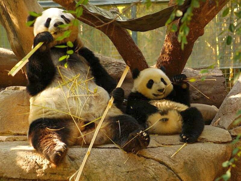 Giant Pandas Eating Bamboo