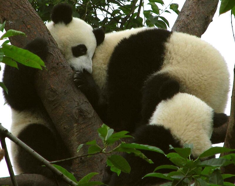 Giant Pandas in Tree