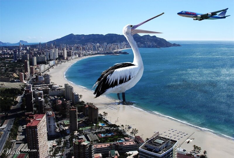 giant pelican on beach