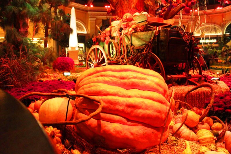 Giant Pumpkin Display — Orange