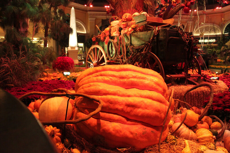 Giant Pumpkin Display