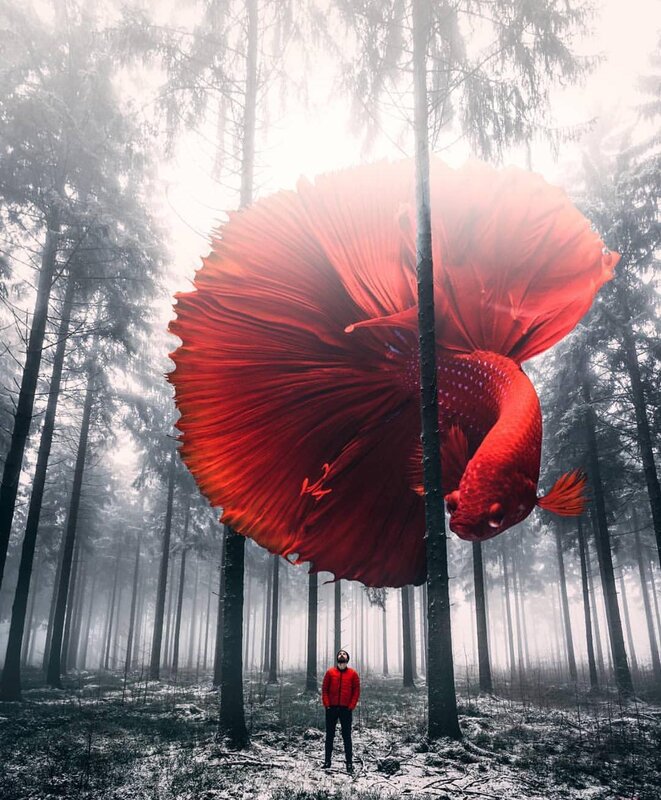 Giant Red Betta Fish