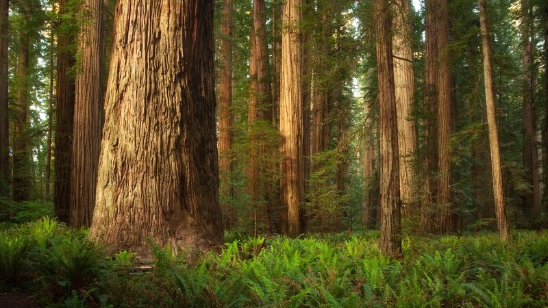 Giant Redwood Forest