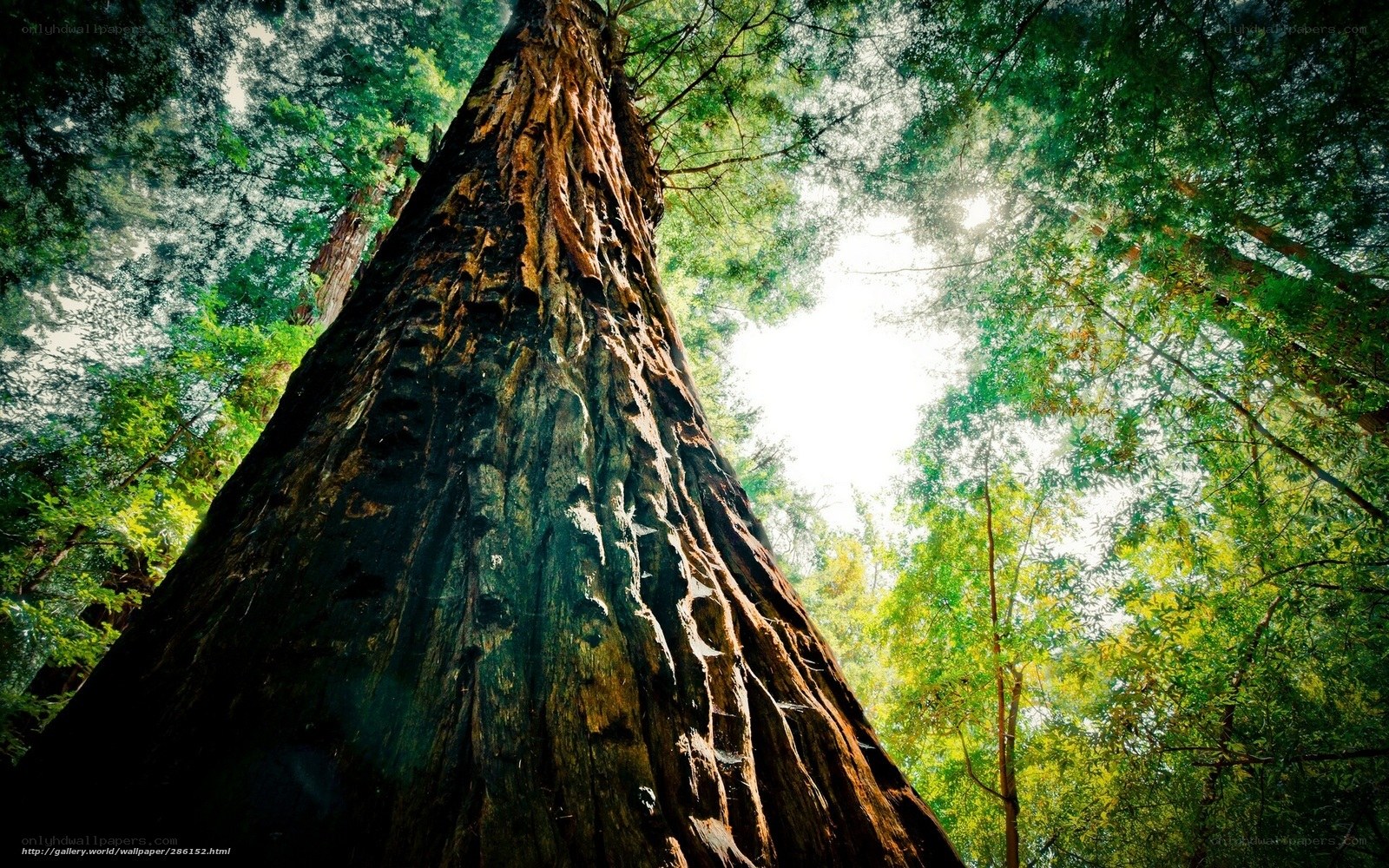 Giant redwood tree