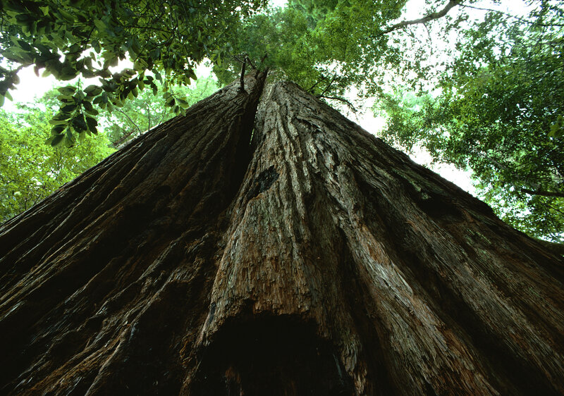Giant redwood tree