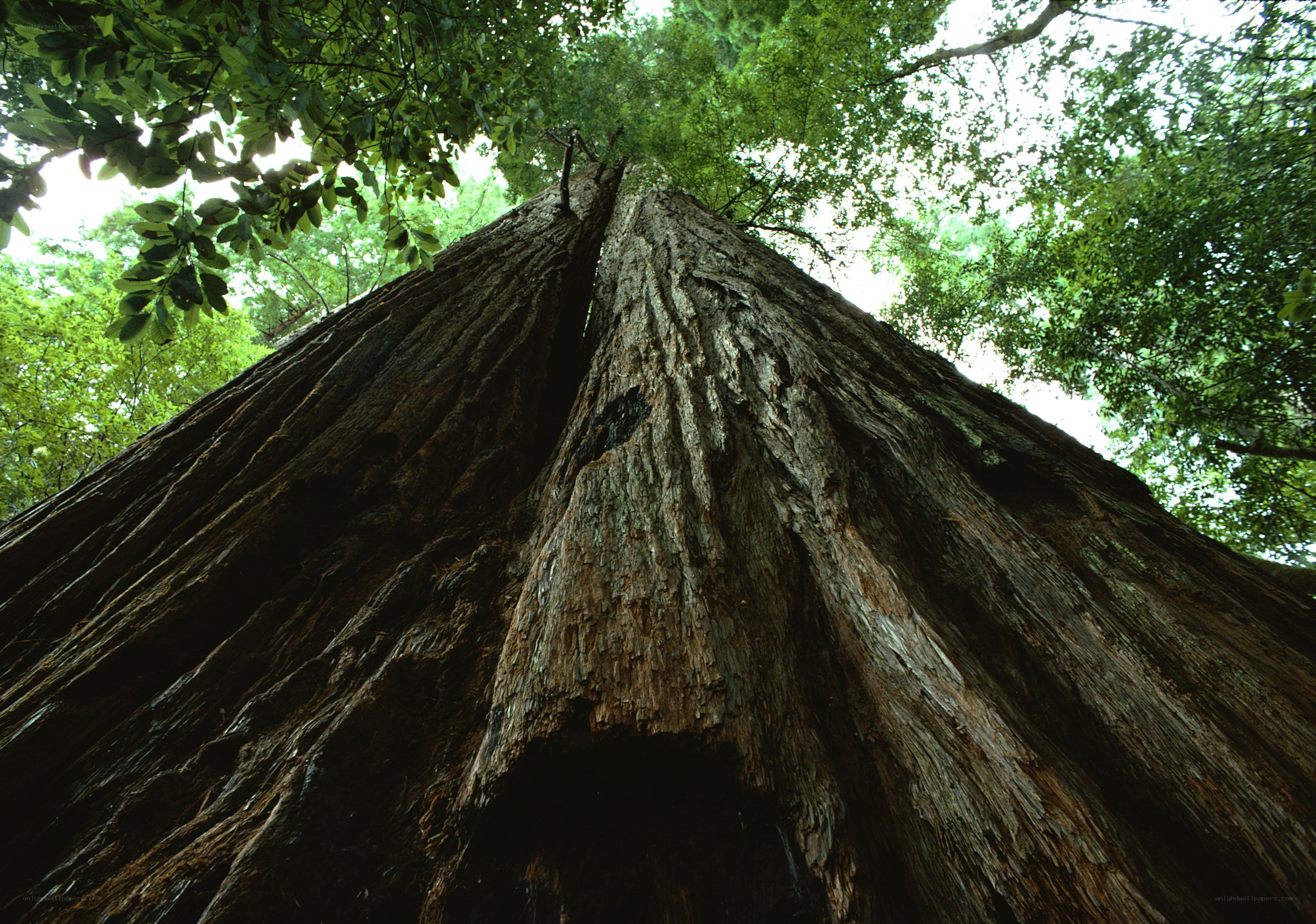 Giant redwood tree