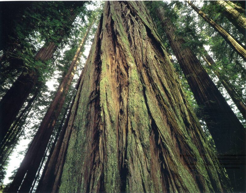 Giant Redwood Tree — Green, Serene, Afternoon, Photograph, Forest, Moss