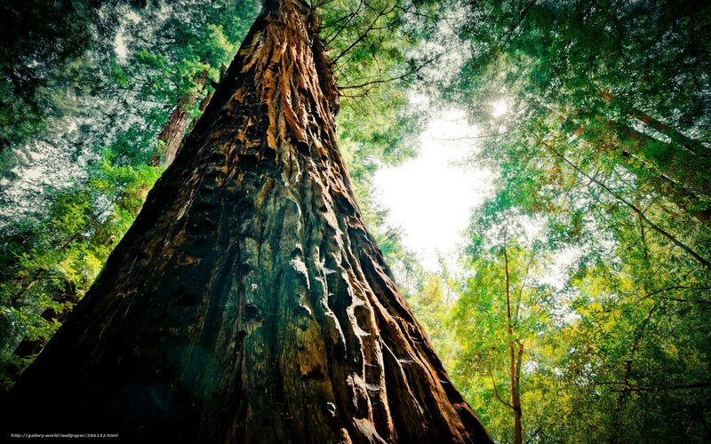 Giant Redwood Tree — Green, Serene, Afternoon