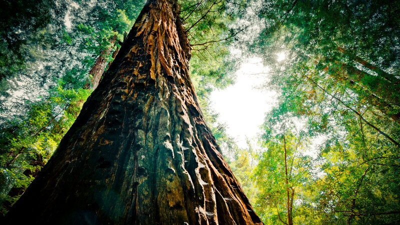 Giant Redwood Tree — Green, Serene