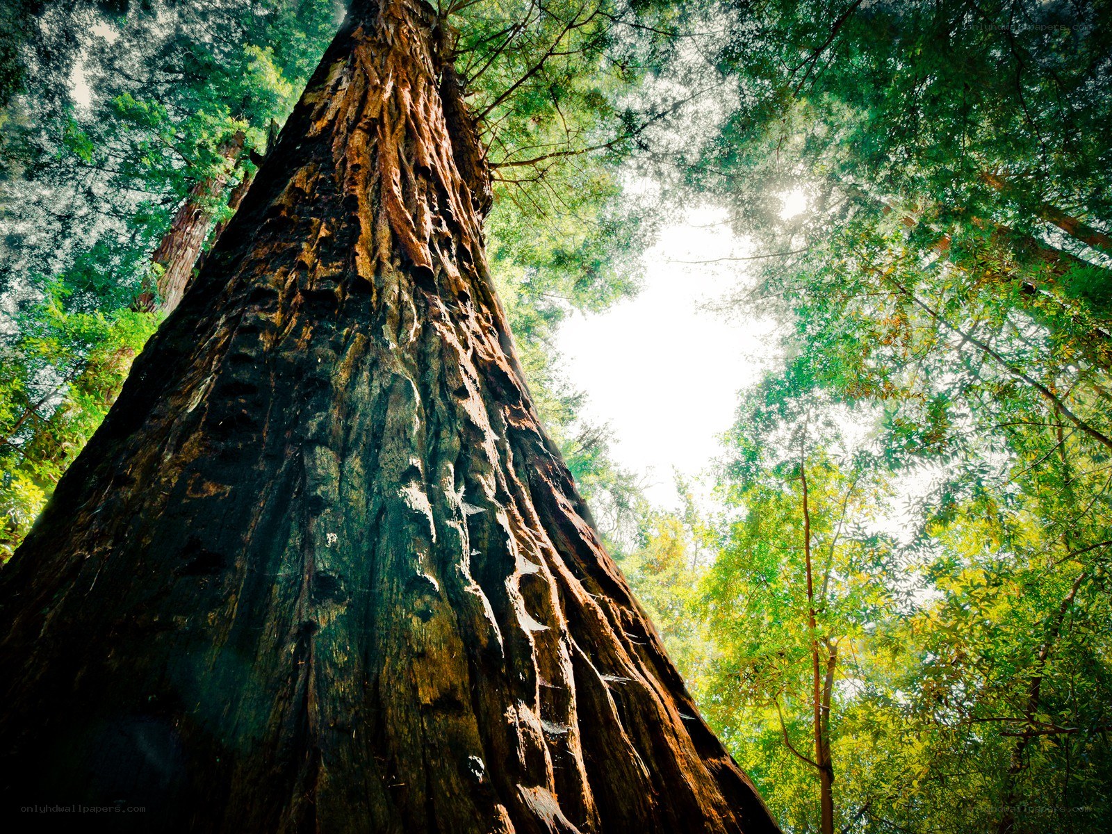 Giant redwood tree in forest