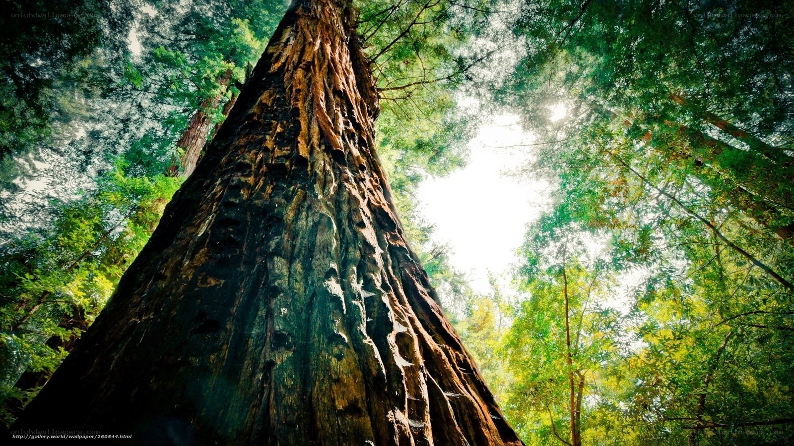 giant redwood tree