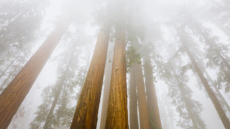 Giant Redwood Trees — Brown, Misty