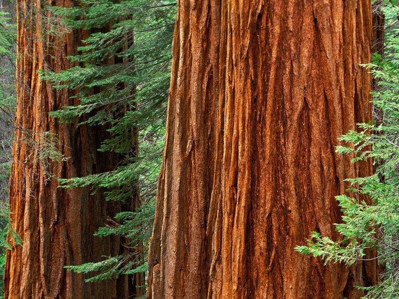 Giant Redwood Trees — Brown, Serene, Photograph, Forest