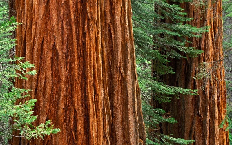 Giant Redwood Trees — Brown, Serene, Photograph