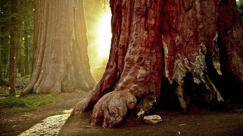 Giant Redwood Trees — Brown, Serene, Sunset