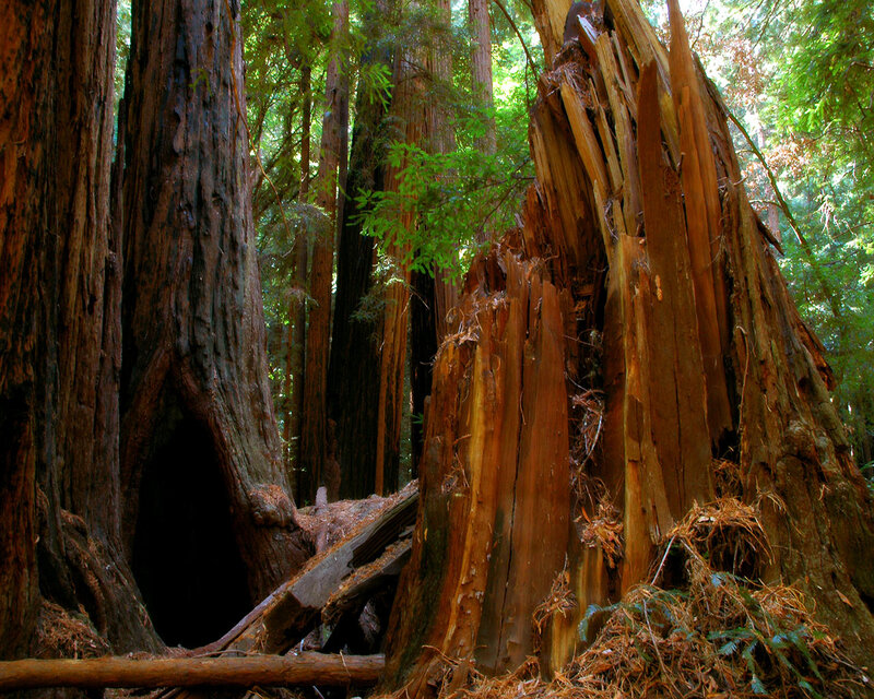 Giant Redwood Trees — Brown, Serene