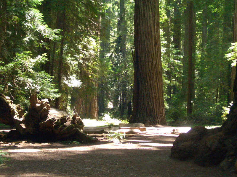 Giant Redwood Trees — Green, Serene, Afternoon, Photograph