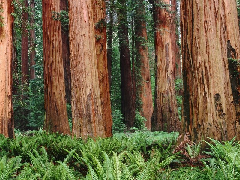 Giant Redwood Trees — Green, Serene