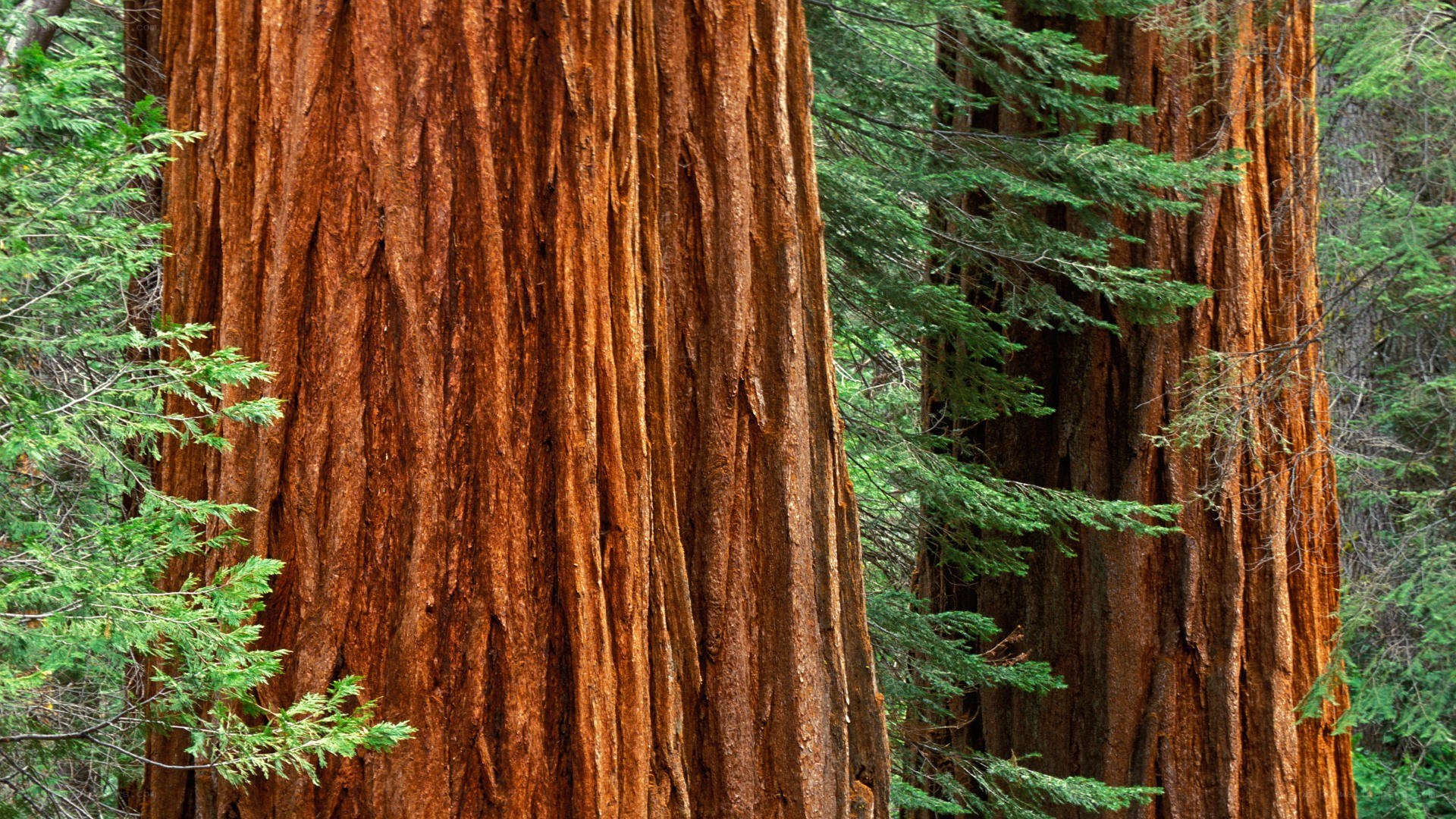 Giant redwood trees in forest