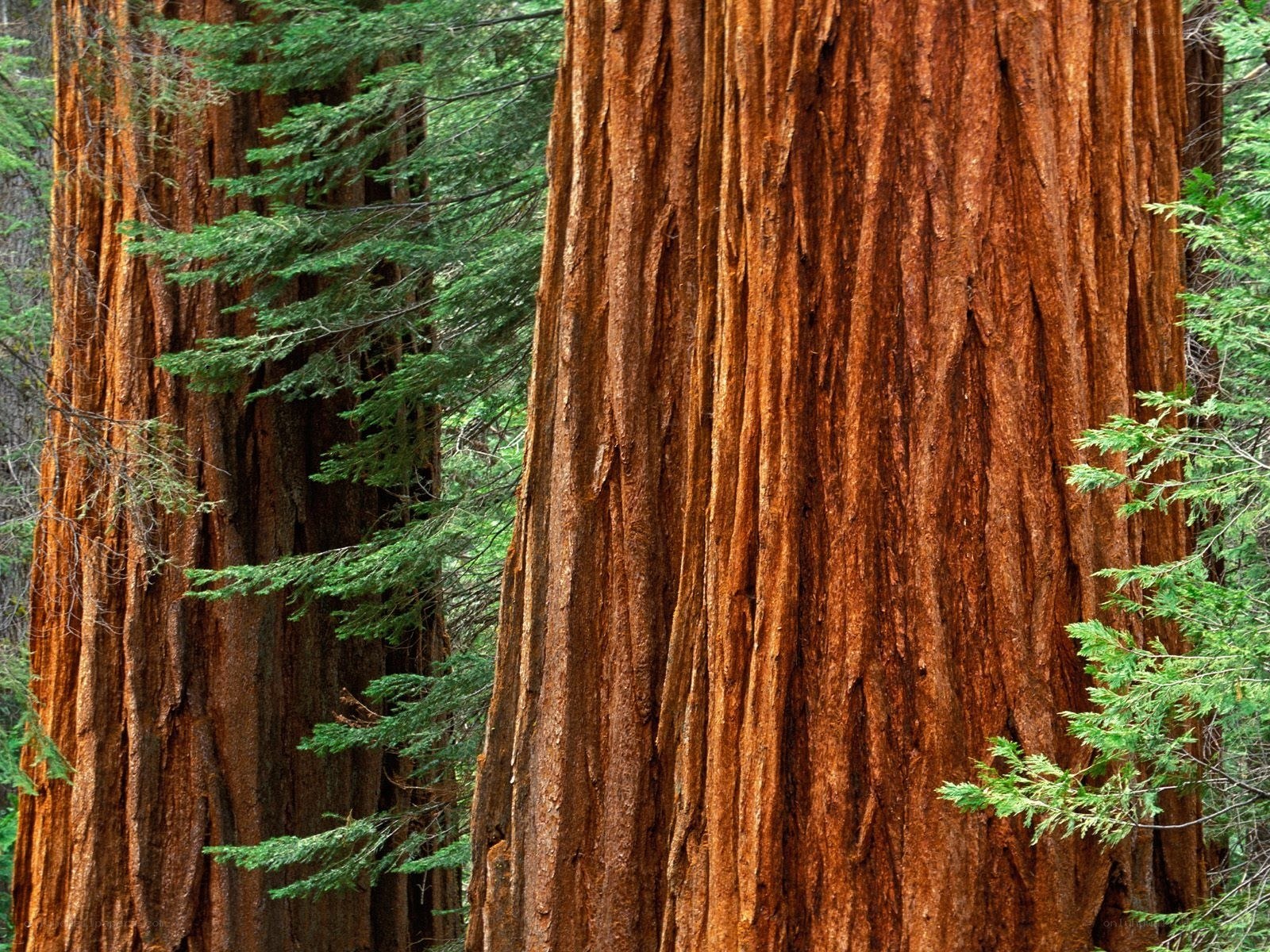 Giant redwood trees in forest