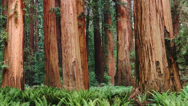 Giant Redwood Trees