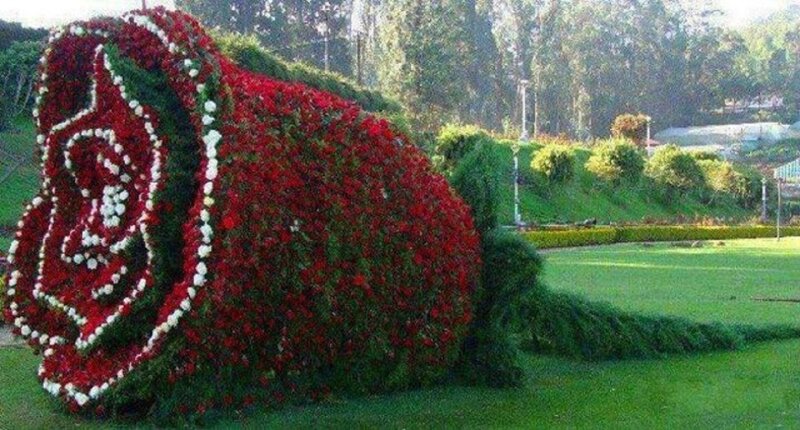 Giant Rose Sculpture