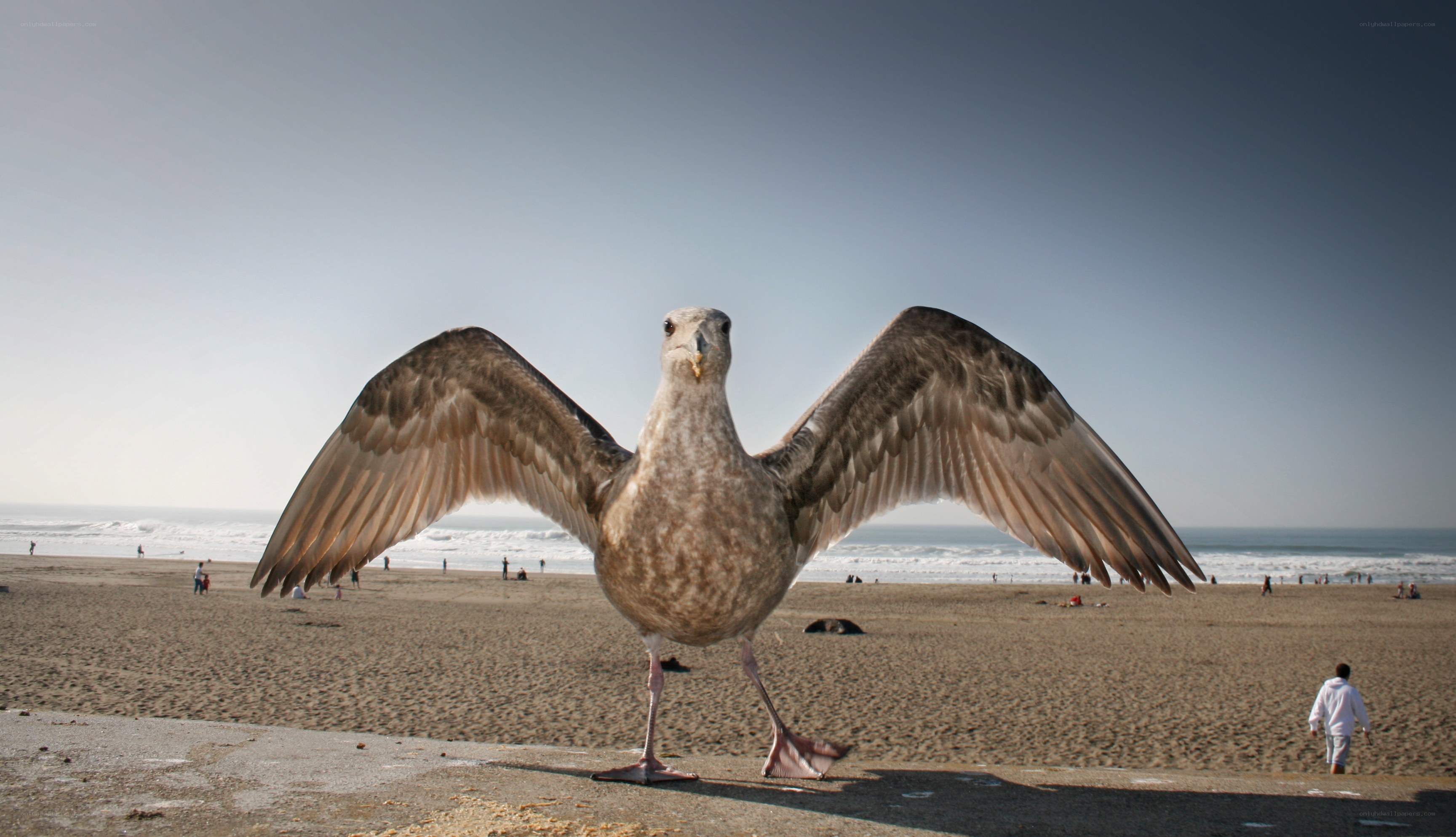 Giant seagull on the beach